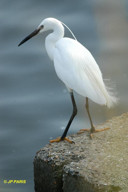 Egretta garzetta